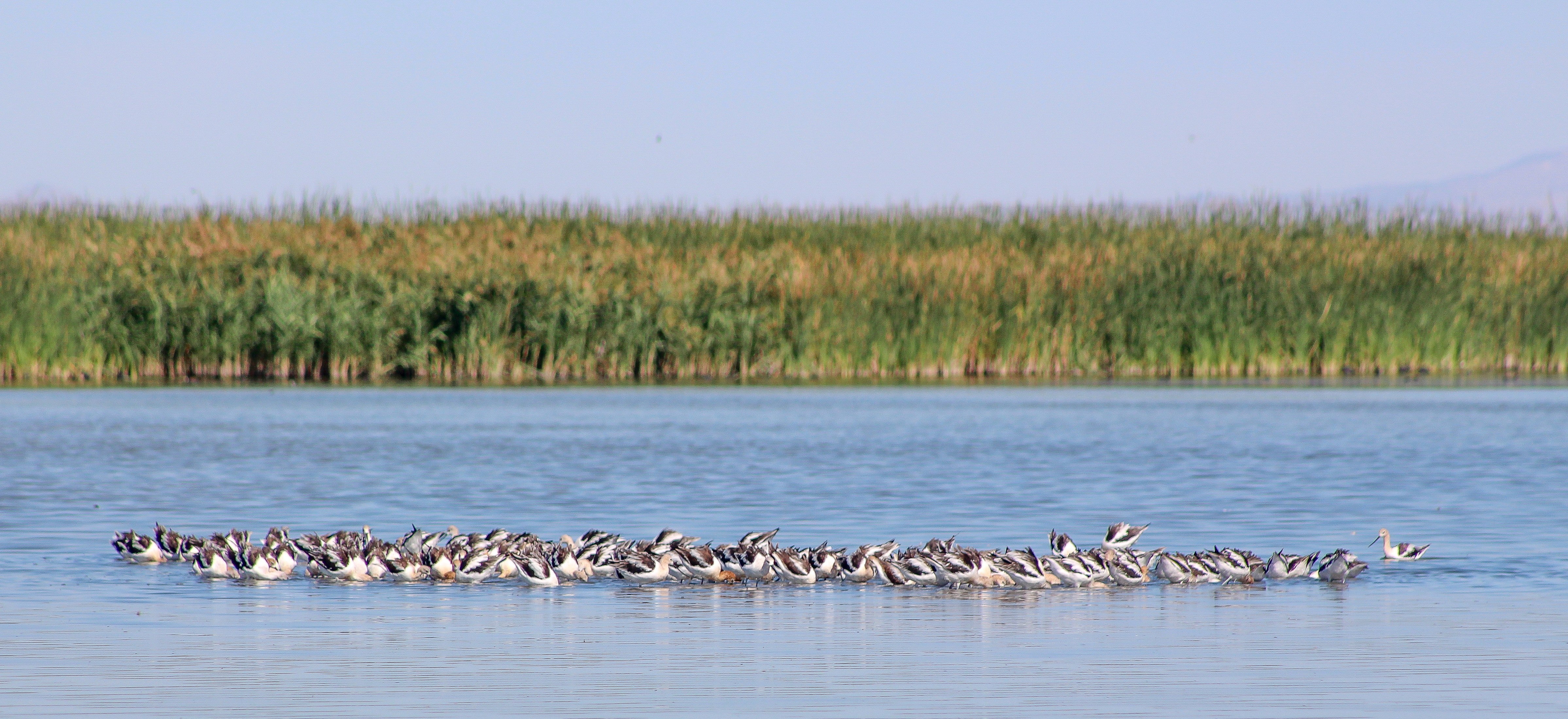 American Avocets at Great Salt Lake